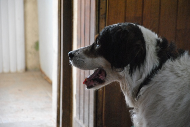 SNOOPY (croisé setter) - Page 3 12911