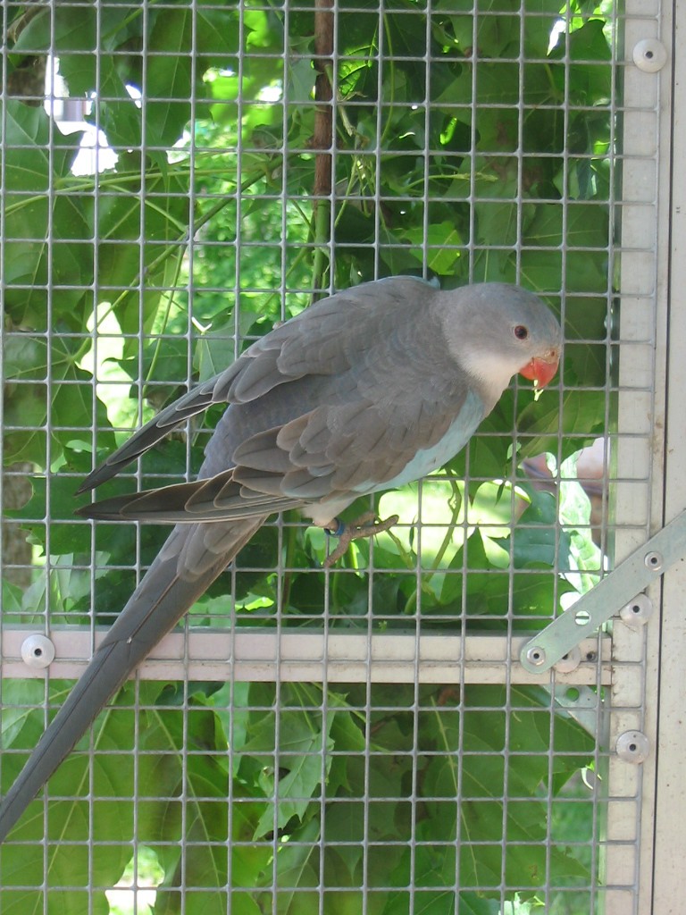 01 - Amazone  - conure soleil - calo - bourk - kakariki - omnicolor - barraband - turkoisine - colombe diament - caille de chine 04911