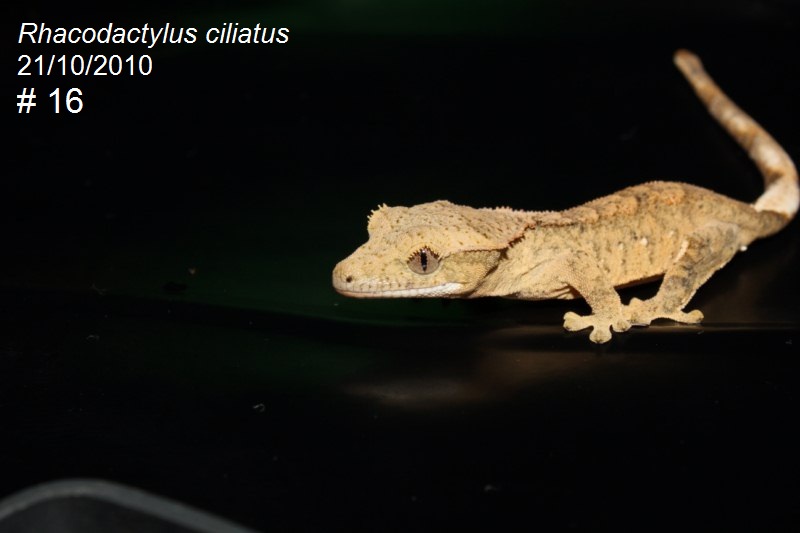 Rhacodactylus ciliatus Rhaco114