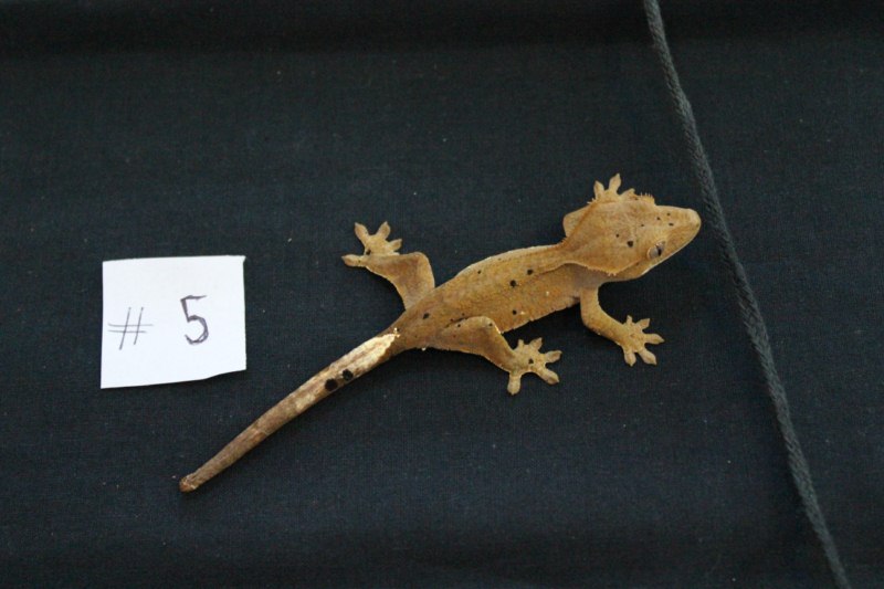 Rhacodactylus ciliatus Rhaco510