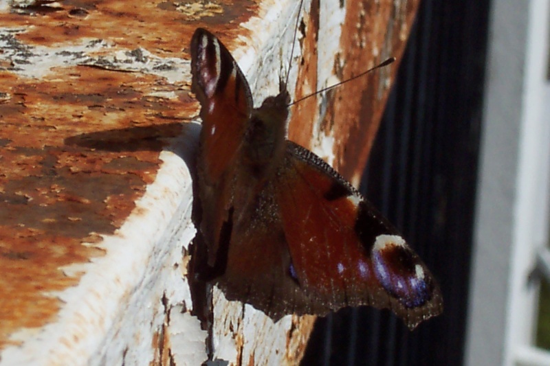 De quel papillon s'agit-il? 100_4110