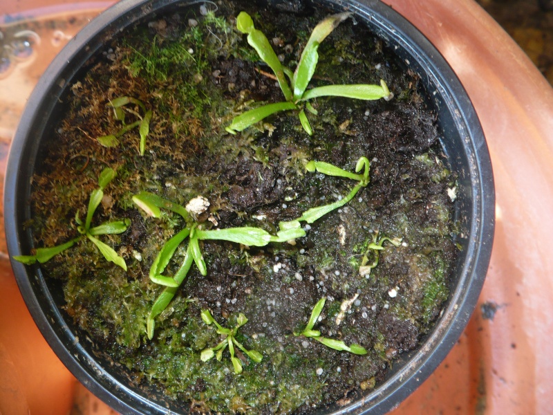 quelques petites plantes Bac_wa10