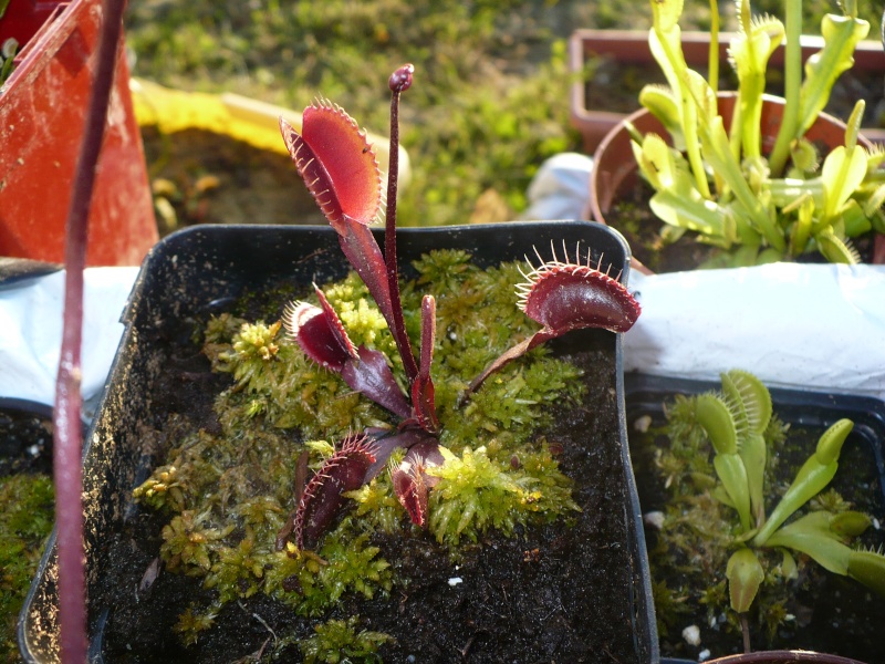 quelques petites plantes Clayto10