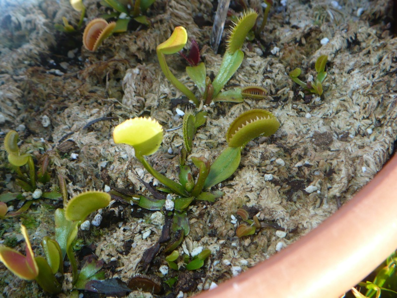 quelques petites plantes Dentat10