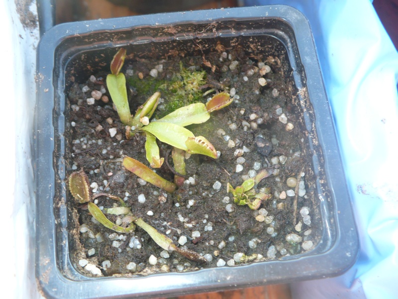 quelques petites plantes Fodue10