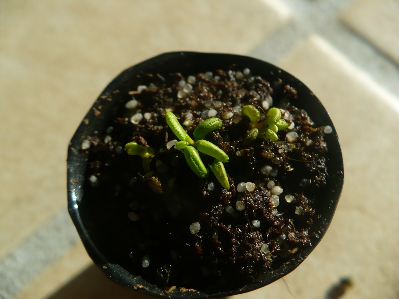 quelques petites plantes P1070315