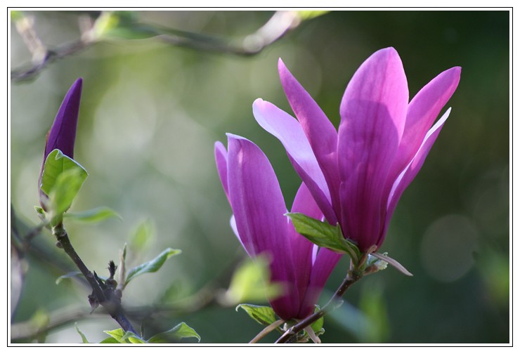 magnolias et tulipes sous le soleil tourangeau Img_3614