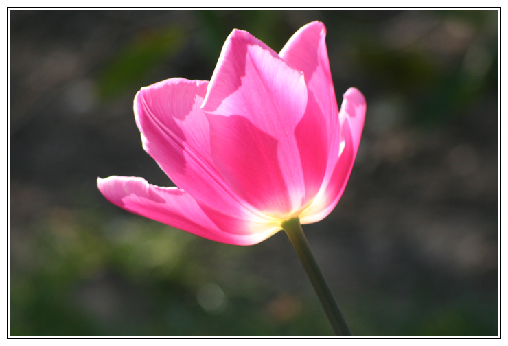 magnolias et tulipes sous le soleil tourangeau Img_3615