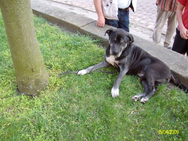 Hilfe fr diesen armen, alten Hund - es Eilt! Gerd111