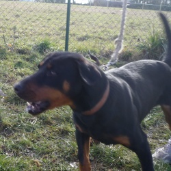 ELIOT,  jeune X Dobermann 438_el10