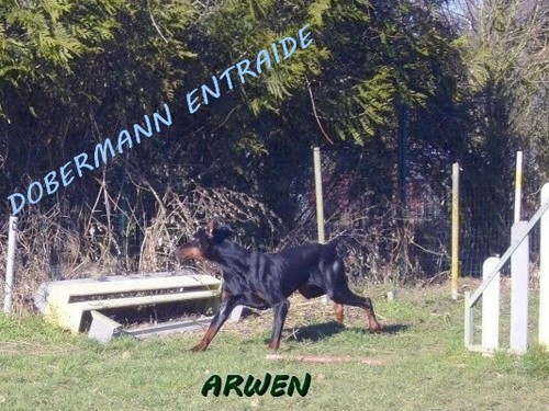 ARWEN (bis !) Arwen111