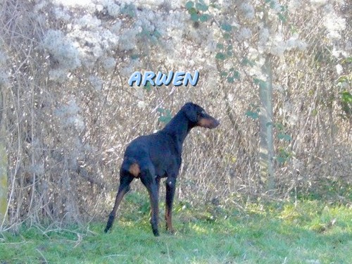 ARWEN (bis !) Arwen210