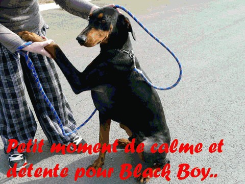 BLACK BOY Dobermann Blackb10