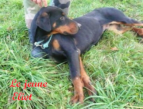 ELIOT,  jeune X Dobermann Eliot_10