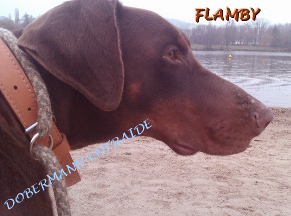 FLANBY, marron (21) Flamby10