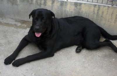 Dark, crois labrador noir 2 ans Dark10