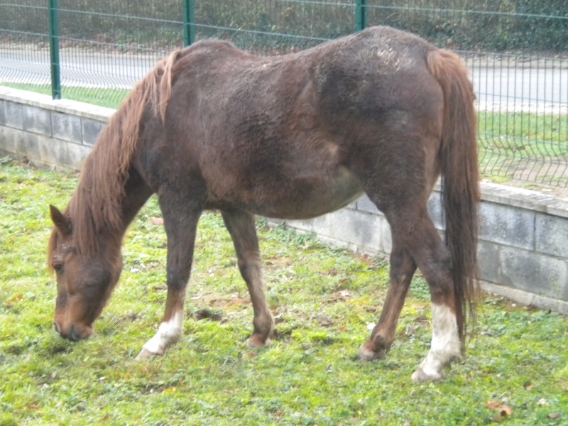 Diadeem de l'Espoir adoptée par Stéphanie ! Dscn0110