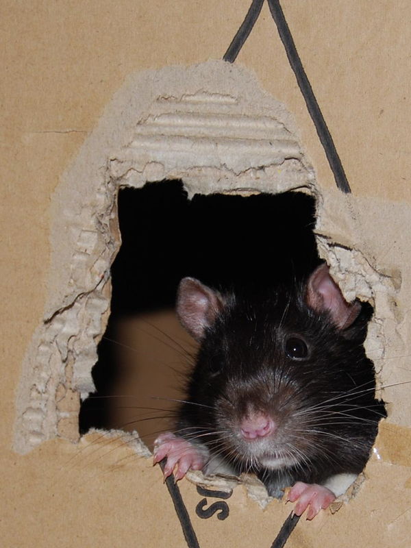 Mr Rat Mon_mr10