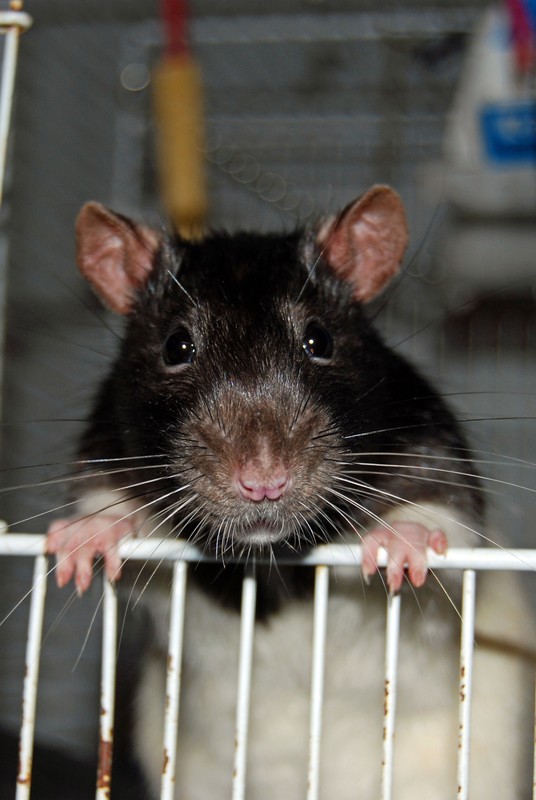 Mr Rat Mr_rat11