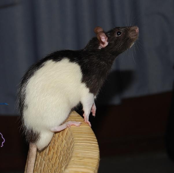 Mr Rat Mr_rat15