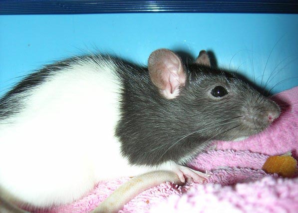Mr Rat Mr_rat16
