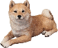 Fan de Shiba Inu Fan de Shiba Inu
