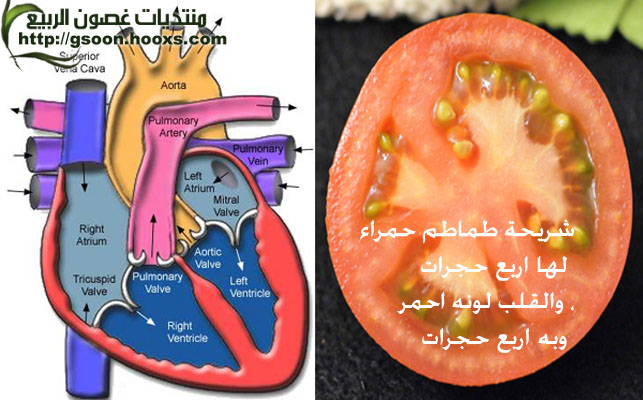 أشكال الفواكه والخضروات التي تشبه أعضاء الجسم تفيد في علاجها Oousoo10