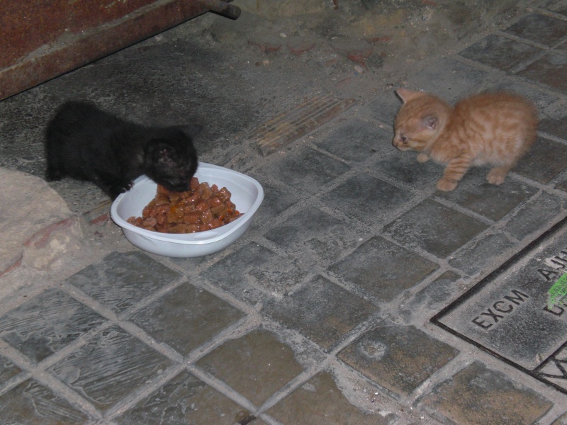 Gatitos de un mesecito en una calle Valencia Cimg2110