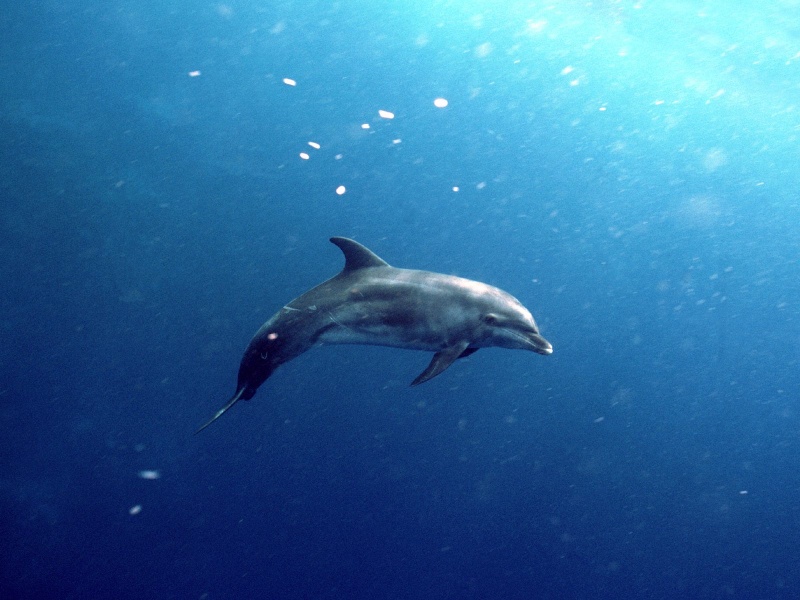 nos amis les dauphins Deep_b10