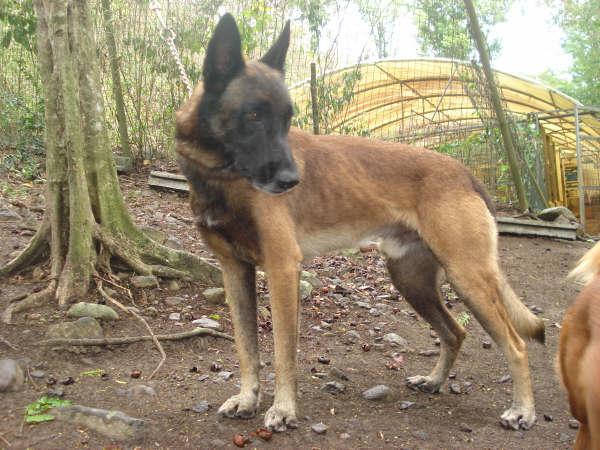 Sanga, mâle berger belge malinois de 5 ans -972 et France entière- Sanga_15