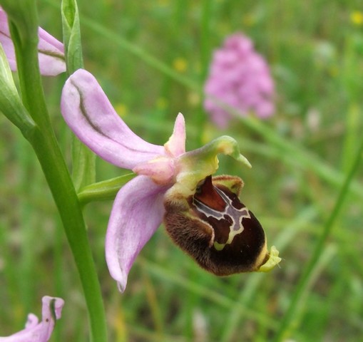 Ophrys aegirtica ( Ophrys du Gers ) Aegirt11