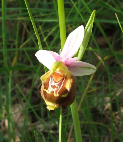 Ophrys aegirtica ( Ophrys du Gers ) Aegirt13