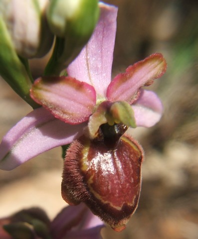 Ophrys aveyronensis ( Ophrys de l'Aveyron ) Macule10