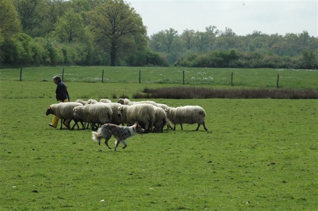 moutons - DANSE AVEC LES MOUTONS Danse_19