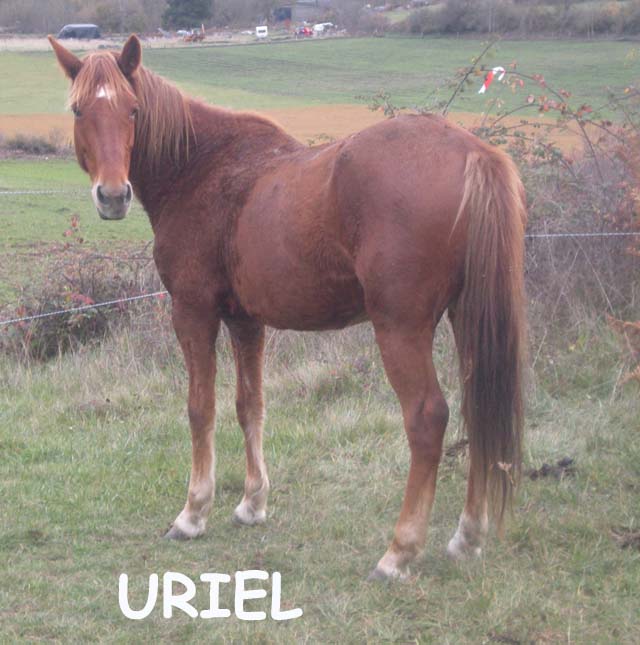 A placer  2 chevaux dont un tachu... Uriel10