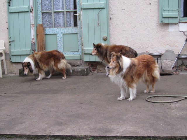 Colley de 11 ans à Bethune sauvé par Cani Nursing Photo_98