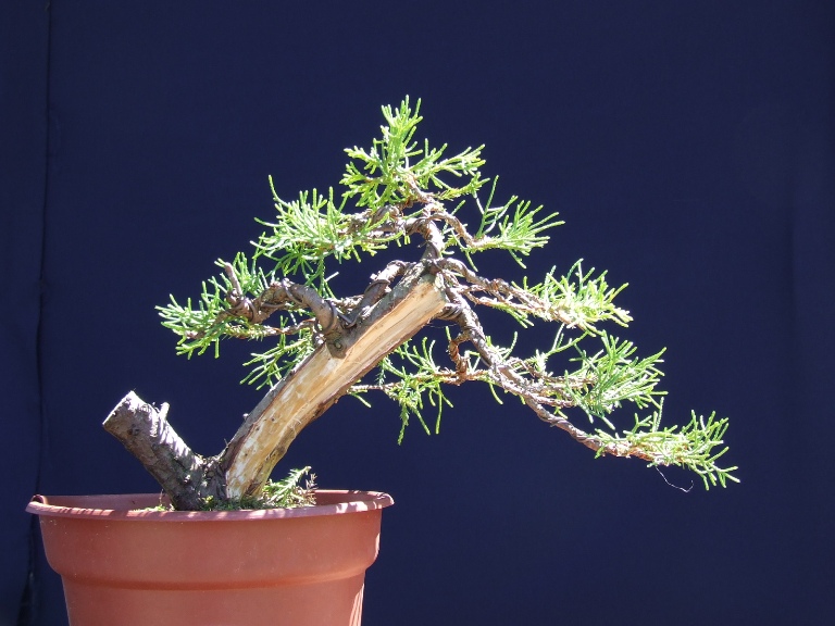 Juniperus sp. Dscf0910