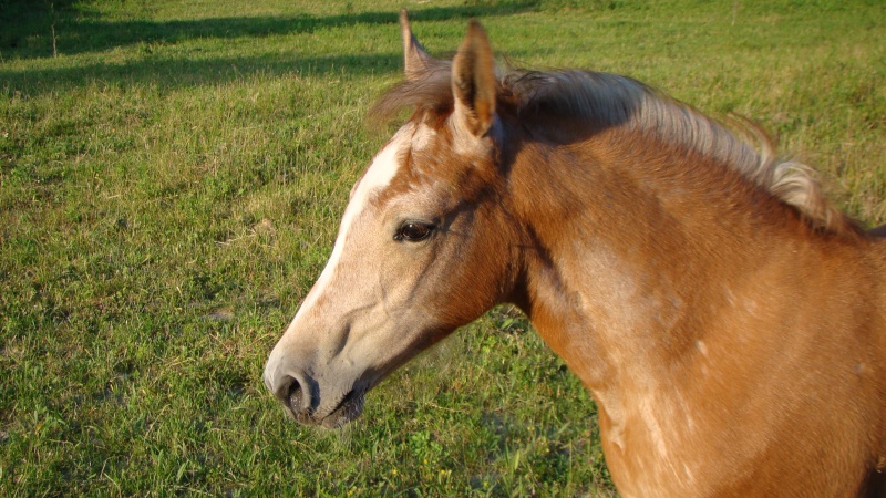 2010 Alaka des Lavandes Dsc06510