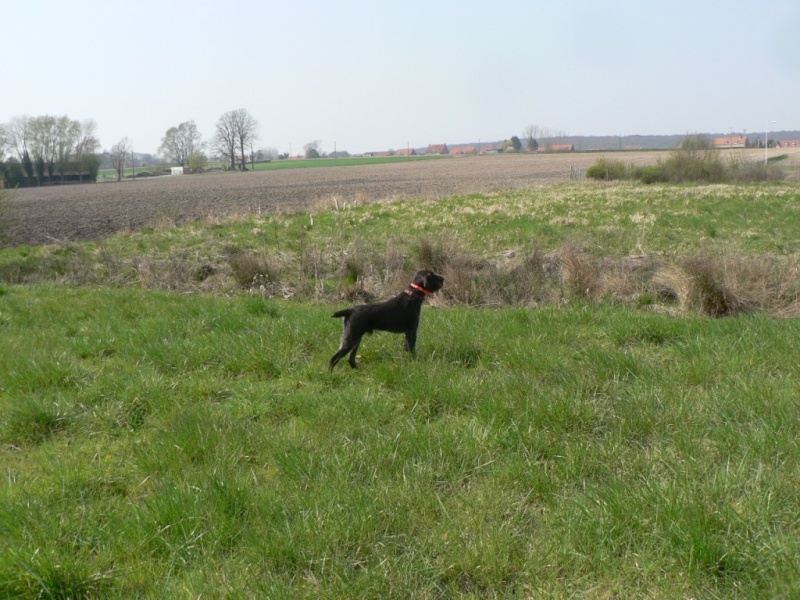 Eddy au marais le 18/04/2010 P1020511