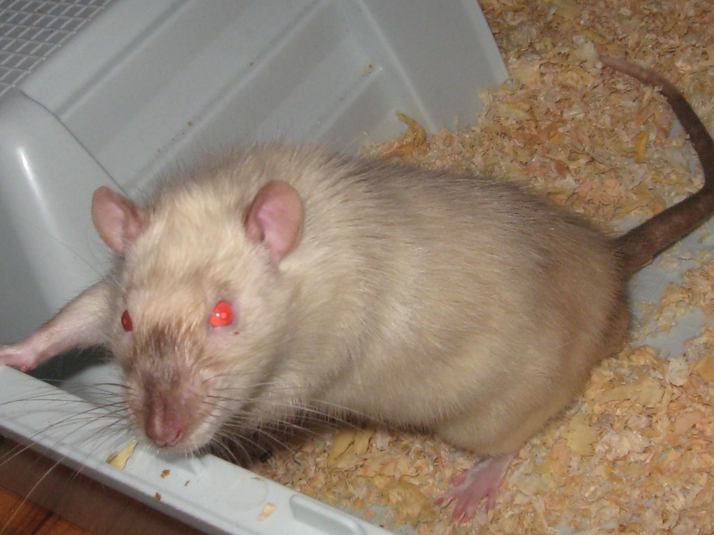 [59] rat male siamois de 6/7 mois avec phoo Img_1110