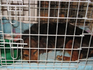 Urgent – appel aux dons pour une chienne trouvée TERMINE Notsia10