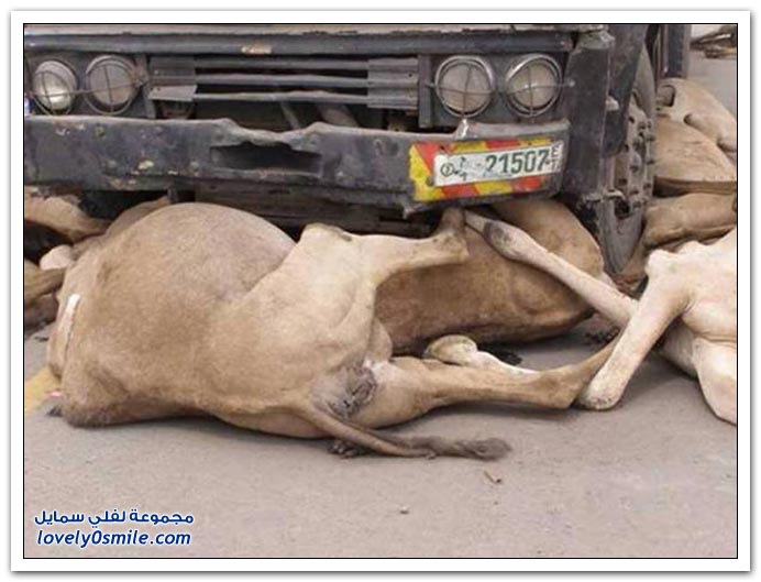 صور: أغرب حادث جمال Camel-12