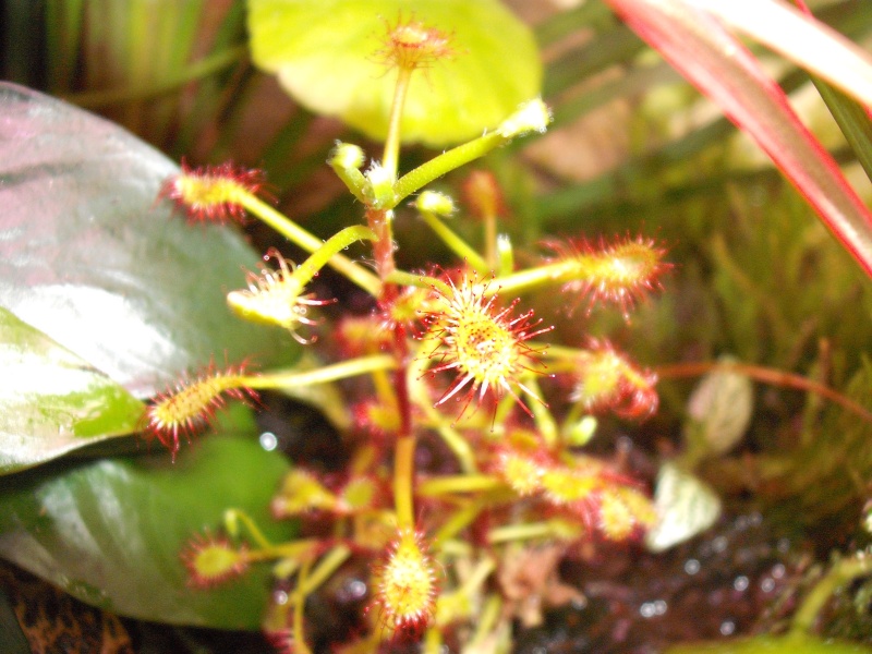 [Photos] Drosera Madagascariensis Dscf1915