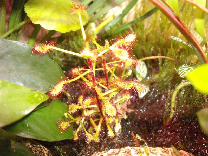 [Photos] Drosera Madagascariensis Dscf1916