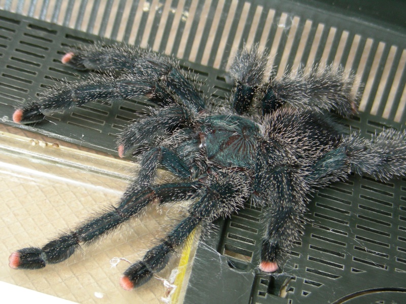 A few of my tarantulas . . . Dscn9811