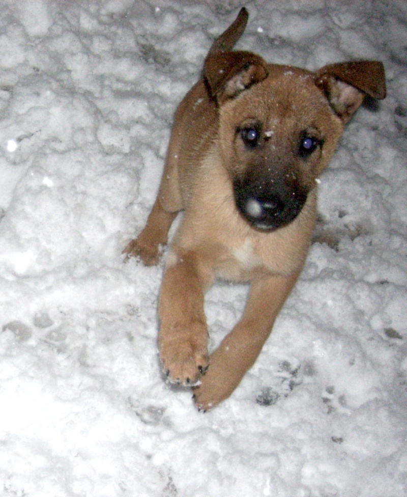 Deux ti bouchons Malinois de 6 semaines en quête de maison accueillante............... - Page 3 Sevenn10