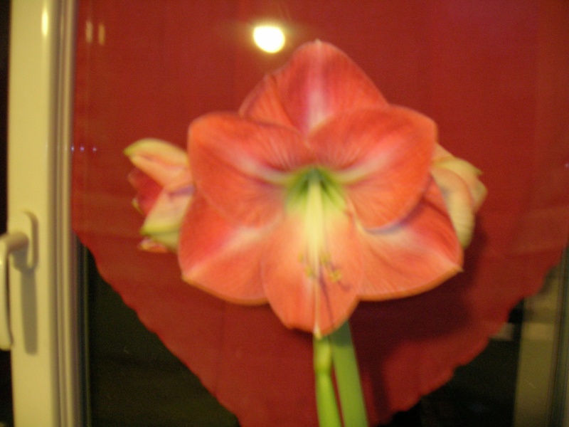 Amaryllis hippeastrum 'minerva' Dscn1316