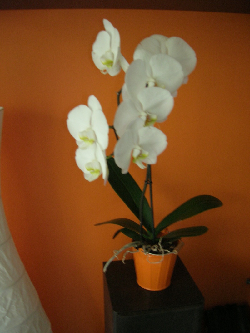 Orchidée - Phalaenopsis Dscn1320