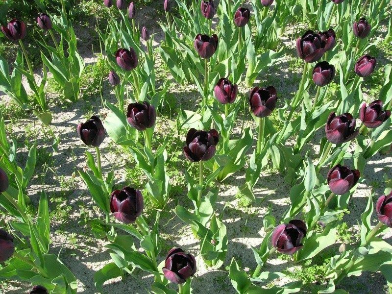 Tulipe de la pointe de la torche Dscn1521