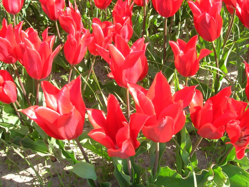 Tulipe de la pointe de la torche Dscn1537